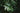 Aralia