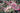 Cordyline