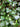 Hedera