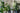 The Houseplant Club