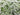 Nettle