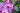 Orchid