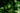 Syngonium