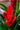 Vriesea