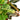 Croton 'Oak Leaf'