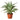Dracaena 'Warneckii White Jewel' - 6" Pot - NURSERY POT ONLY