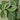 Pothos 'Satin' - House Plant Shop