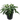 Philodendron Xanadu