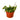Hoya Rope Plant - 4" Pot - NURSERY POT ONLY