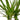 Dracaena Marginata Cane - 6" Pot - NURSERY POT ONLY