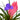 Bromeliad Cyanea 'Pink Quill'