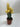 Cactus Graft Yellow
