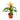 Guzmania Bromeliad 'Orange'