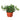 English Ivy Green California