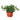 English Ivy Green California - 6" Pot - NURSERY POT ONLY