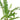 Jester's Crown Fern