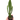 Drooping Prickly Pear Cactus