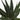 Succulent Haworthia Limifolia
