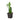 Zamioculcas Zamiifolia ZZ