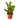 Croton 'Gold Dust' - 4" Pot - NURSERY POT ONLY