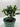 Bonsai Ficus Compacta