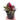 Celosia