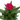 Dianthus