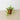 Succulent Dischidia Cascade