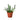 Hoya 'String Bean' - 4" Pot - NURSERY POT ONLY