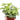 Ivy Tropical Blizzard