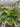 Maranta Variegated 'Beauty Kim'
