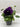 Pansy