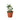 Peperomia 'Parallel' - 4" Pot - NURSERY POT ONLY
