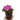 Petunia