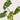 Philodendron Burle Marx Albo