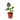 Philodendron Burle Marx Albo