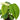 Philodendron 'Fuzzy Petiole'