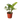 Pothos Manjula