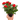 Mini Rose Bush