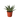 Succulent Gasteria Zimflora