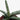 Succulent Stapelia African Starfish