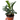 Zamioculcas zamiifolia 'Zenzi'
