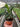 Zamioculcas zamiifolia 'Zenzi'
