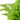 Cotton Candy Fern