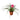 Bromeliad Cyanea 'Pink Quill'