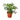 Schefflera Arboricola 'Umbrella' - 4" Pot - NURSERY POT ONLY