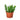 Epiphyllum 'Ric Rac' Cactus