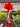 Hippeastrum Amaryllis Red