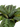 Maranta Black