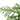 Norfolk 'Island Pine'